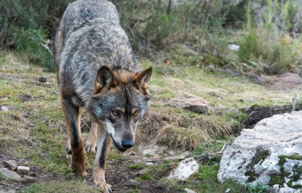 Tipos de lobos en España y sus características - WikiDiferencias.com