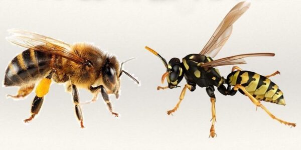 Diferencias Entre Avispa Y Abeja