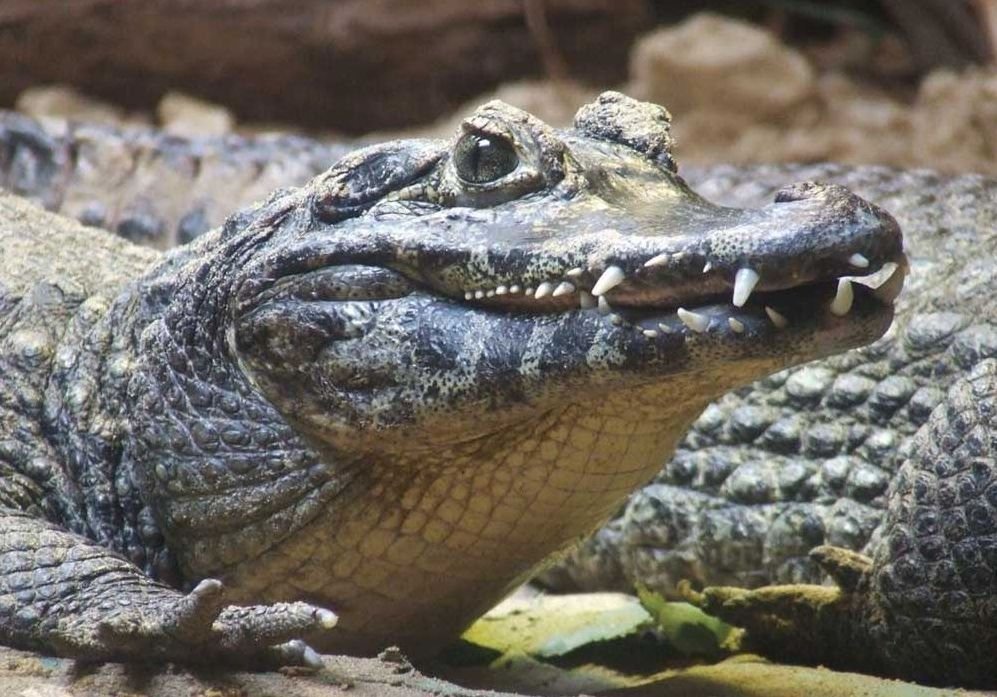 Diferencias entre caimán y cocodrilo 