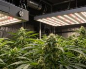 led-de-espectro-completo-vs-led-regulable-diferencias-para-iluminar-un-cultivo-d